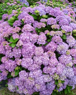 Land Express - Hydrangea macrophylla (Fleurs rondes)