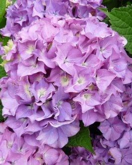 Land Express - Hydrangea macrophylla (Fleurs rondes)