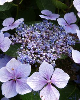 Mariesii Perfecta - Hydrangea macrophylla (Fleurs plates)