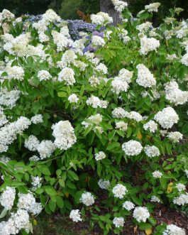 Grandiflora - Hydrangea paniculata