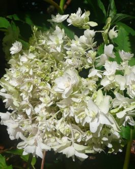 Mihara kokonoe - Hydrangea involucrata