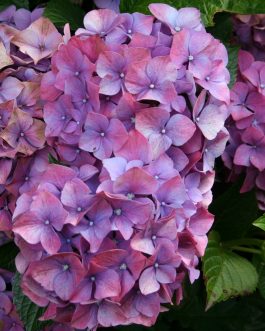 Masja - Hydrangea macrophylla (Fleurs rondes)