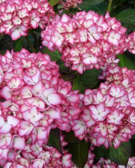 Dolce France - Hydrangea macrophylla (Fleurs rondes)