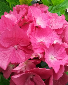 Neu friesdorf - Hydrangea macrophylla (Fleurs rondes)