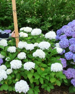 Pax - Hydrangea macrophylla (Fleurs rondes)