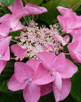 Beijing - Hydrangea macrophylla (Fleurs plates)
