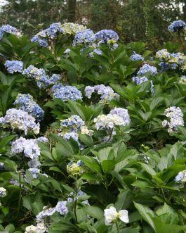 Setsuka Yae - Hydrangea macrophylla (Fleurs rondes)