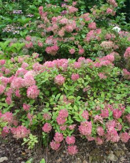 Harry's Souvenir - Hydrangea paniculata