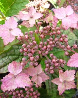 Issusai jaku - Hydrangea serrata