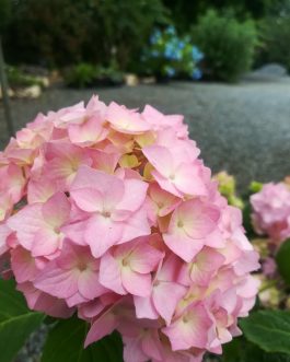 Shirihaki - Hydrangea serrata