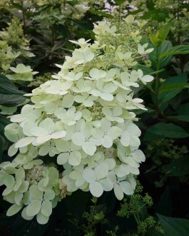 Confetti - Hydrangea paniculata