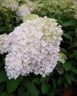 Bobo - Hydrangea paniculata