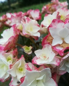 Faustine (OBTENTION 2020) - Hydrangea macrophylla (Fleurs plates)