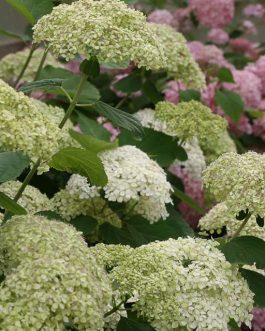 Lime Rickey - Hydrangea arborescent