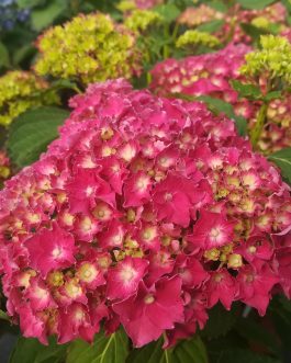 Parzifal - Hydrangea macrophylla (Fleurs rondes)