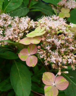 Tosa ryokufu - Hydrangea serrata