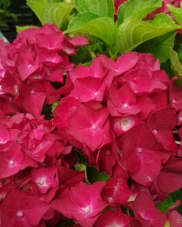 Hot red - Hydrangea macrophylla (Fleurs rondes)