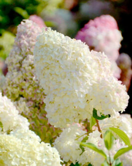 Diamantino - Hydrangea paniculata
