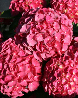 Hortmalegretto - Hydrangea macrophylla (Fleurs rondes)