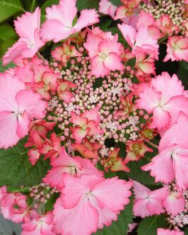 French Cancan - Hydrangea macrophylla (Fleurs plates)