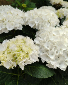 Bright of white - Hydrangea macrophylla (Fleurs rondes)