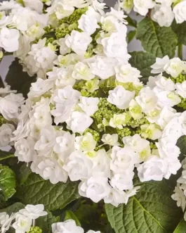 Wedding Gown - Hydrangea macrophylla (Fleurs rondes)